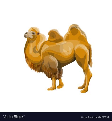 Bactrian camel Royalty Free Vector Image - VectorStock