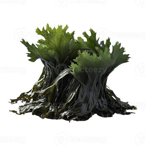 Ai Generated Korea Delicious Food Seaweed Isolated On Transparent