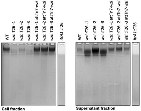 Cps Phenotypes Of A Baumannii Wildtype Wzi And Itra1 Mutants