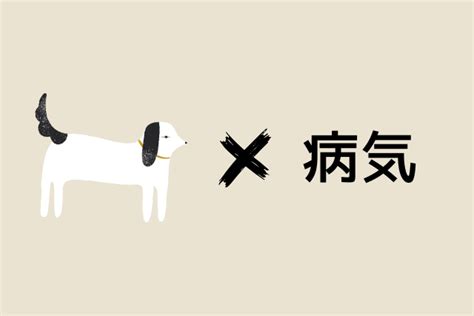 【獣医師が執筆】犬の全身麻酔は高齢でも大丈夫？リスクはあるの？ 犬と生きる