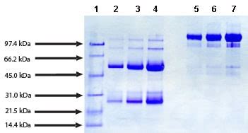 Native Human Igg Protein Ab