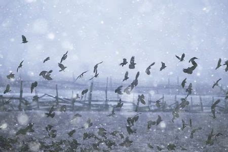 Where do blackbirds migrate to in the winter? - Birdful