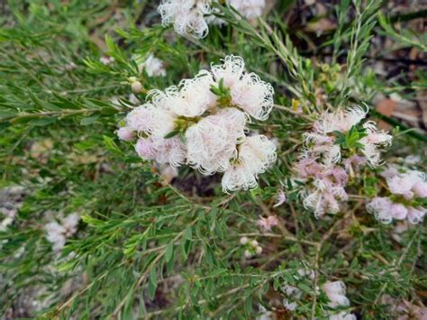 Anguss Top Ten Australian Shrubs Gardening With Angus Melaleuca