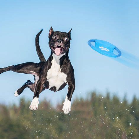 Relaxdays Lot de jouet pour chiens avec 10 pièces Corde objet à