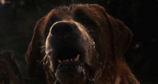 Cujo 🐶 | Wiki | Horror Amino