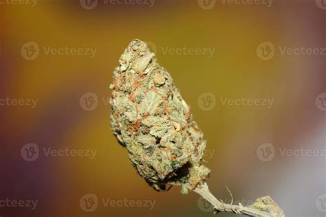 Weed bud close up botanical modern background high quality big size ...