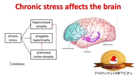 Chronic Stress And The Brain