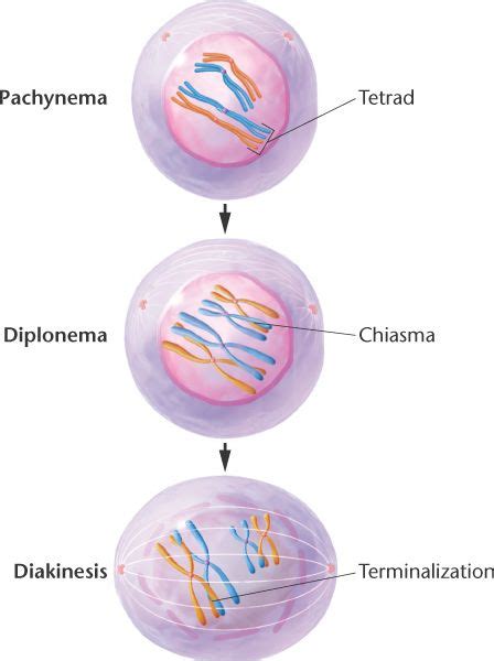 meiosis_prophase_Ib.html 02_09-meiosis_prophase_Ib.jpg