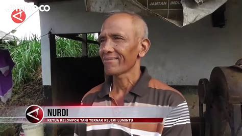 Kasus Antraks Di Gunungkidul Peternak Pedagang Diimbau Selektif