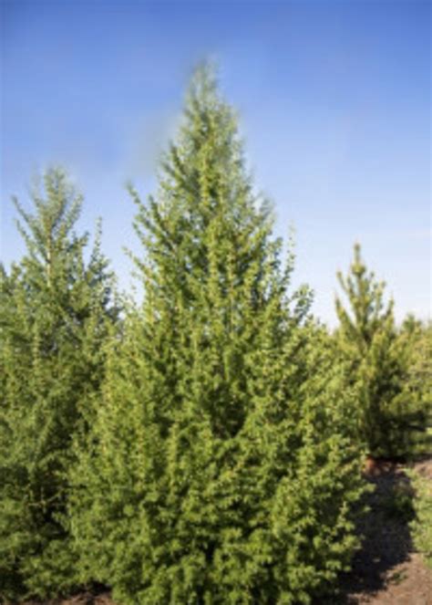 Siberian Larch Tc Nursery