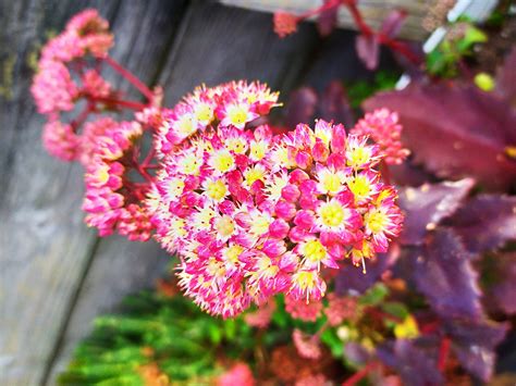 Hardy Sedum Succulent Plants - Buy Online | SEDUMSHACK