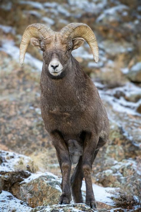 Colorado Rocky Mountain Bighorn Sheep Bighorn Ram On A Snowy Hillside