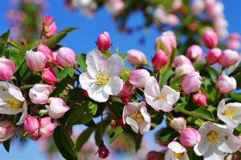 Sugar Tyme Crabapple For Sale Online | The Tree Center