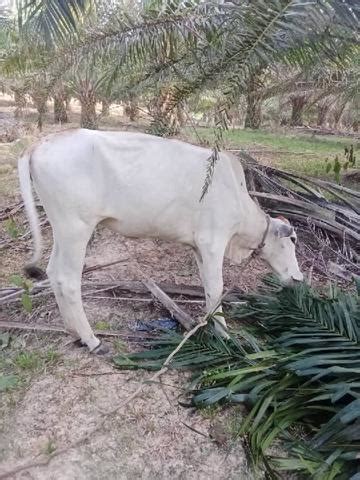 Lembu Untuk Di Jual Pets For Sale In Temerloh Pahang