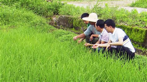 南雄：出台水稻种植奖补政策 增加早稻种植面积8000亩腾讯新闻