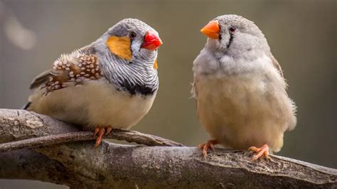 Mandarin Tout Savoir Sur Cet Oiseau De Compagnie