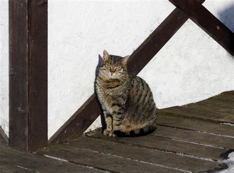 Gato Rayado Gris Que Se Sienta Y Que Toma El Sol En El Sol Foto De