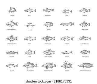 Vector Set Fish Types Marine Ocean Stock Vector Royalty Free