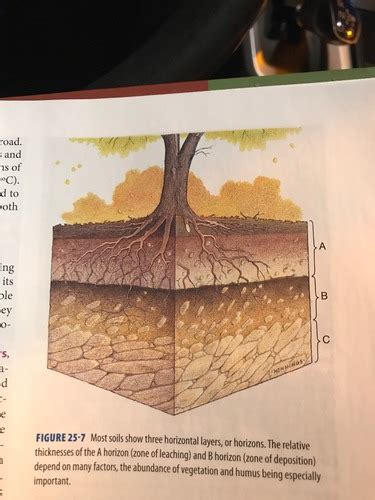 Chapter 24 Ecology Flashcards Quizlet