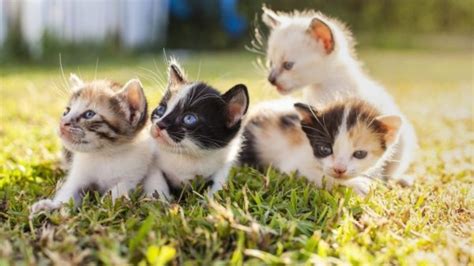 Here's What You Should Know About Feeding Your Kitten - CatTime