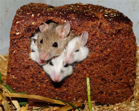 Where Do Mice Hide In A House | Cape Cod Pest Pros