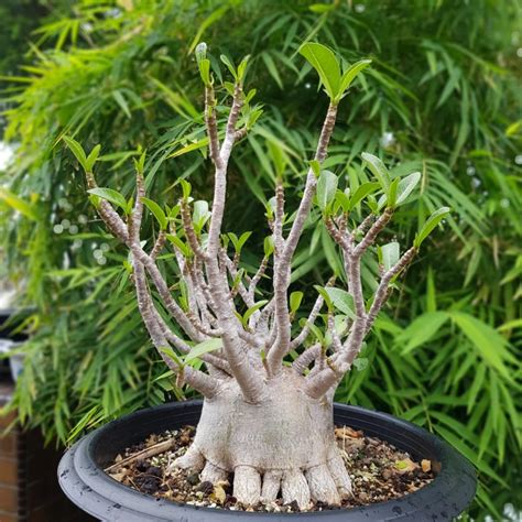 Adenium Bonsai Desert Rose Radial Root Thai Socotranum Gardening