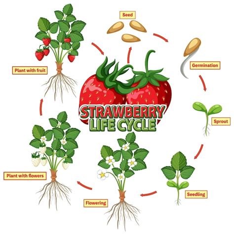 Premium Vector | Life cycle of strawberry diagram