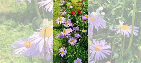 Голубая ромашка, Ромашка садовая белая крупная купить в Нижнем ...