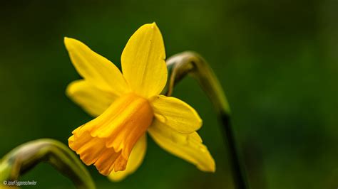 Frühlingsblume Narzisse Spring flower the daffodil Flickr