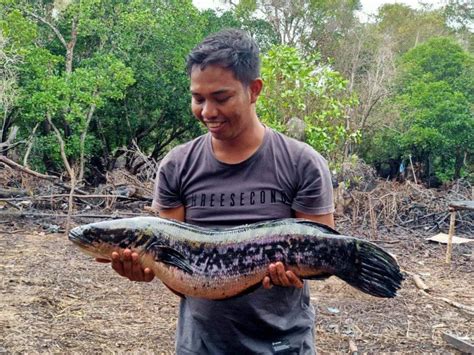 Mengenal Toman Ikan Predator Hias Yang Dapat Dikonsumsi