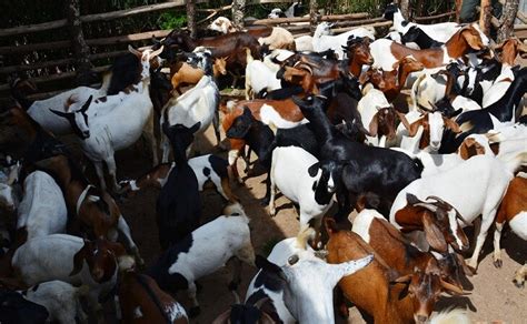 Why you should consider goat farming – Jaguza Farm Support