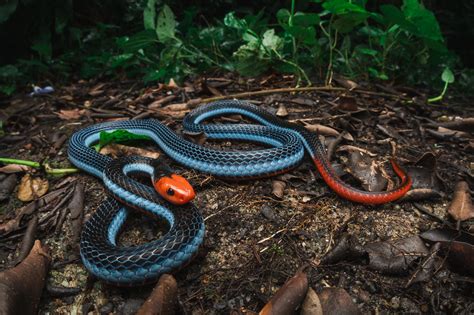 blue coral snake calliophis bivirgatus wildpokedex flickr
