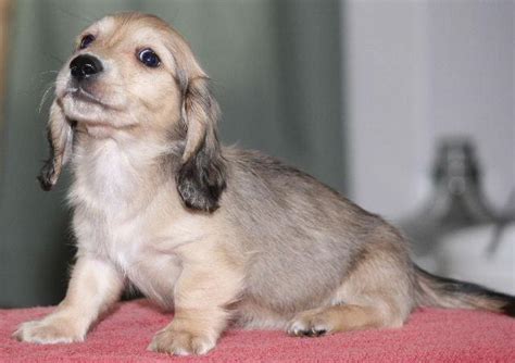 Very cute AKC English Cream Miniature Dachshund Puppies for Sale in ...