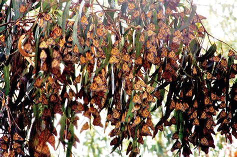 Visit the Monarch Butterflies at the Pismo State Beach Monarch Butterfly Grove