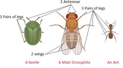 Most Of The Adult Insects Have Six Legs Anda Two Antennae And Four Wingsb Four Antennae And