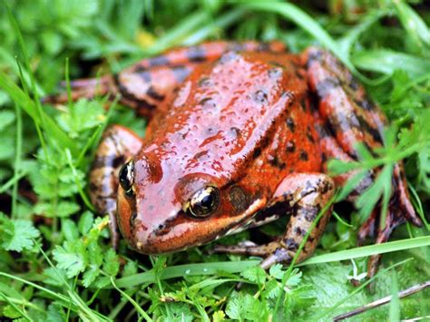 California Red Legged Frogs With Regina Spranger Part 2