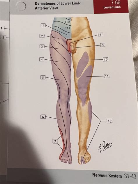 Dermatomes Of Lower Limb Anterior View Diagram Quizlet 52 Off