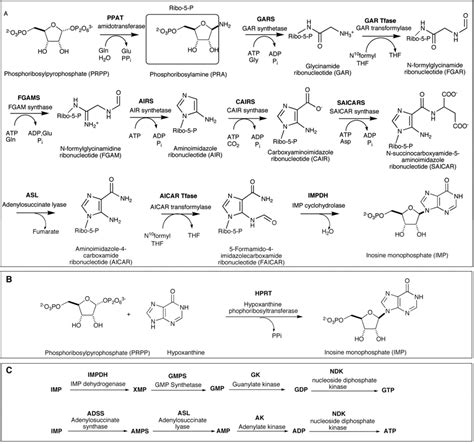 The Purinosome A Multi Protein Complex Involved In The De Novo