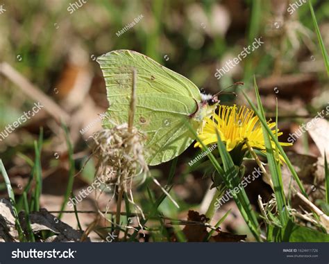 Common Brimstone Butterfly Male Stock Photo 1624411726 | Shutterstock