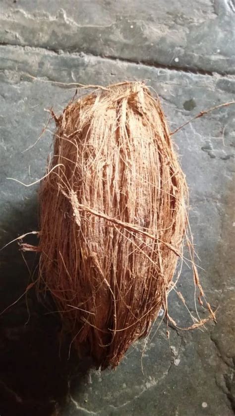 A Grade Solid Semi Husked Coconut For Export Packaging Size Kg