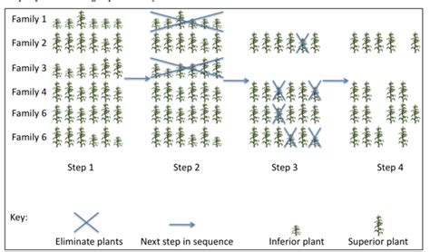 💄 Plant Breeding Steps Hybridization Technique With Diagram 2022 10 17