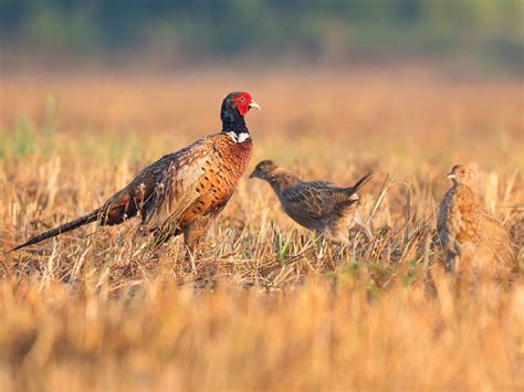 Baby Pheasants: All You Need To Know (With Pictures) | Birdfact