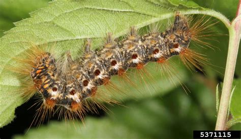 Browntail Moth Euproctis Chrysorrhoea Linnaeus