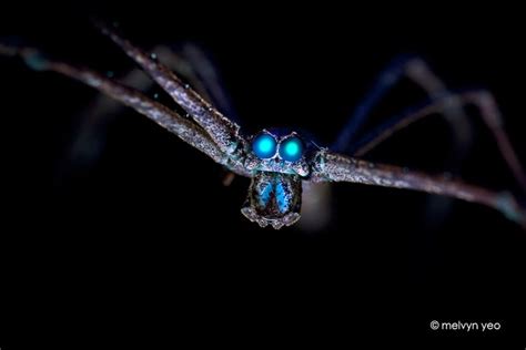 Uv Fluorescence Of A Net Casting Spider Eyes Taken At Night In Singapore Photo By Melvynyeo