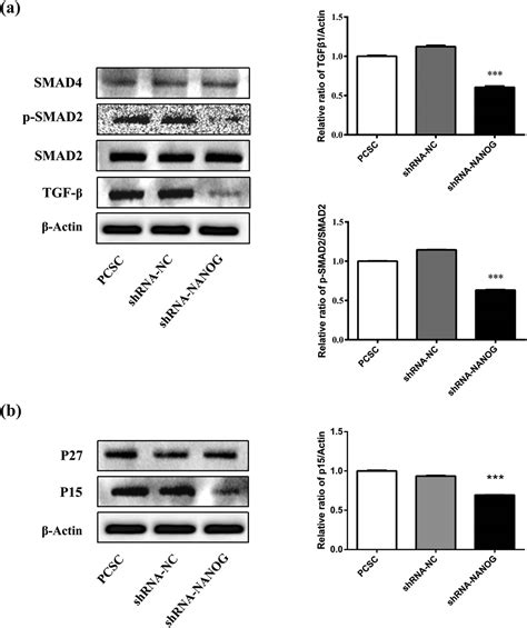 NANOG regulates the proliferation of PCSCs via the TGF β1 SMAD pathway