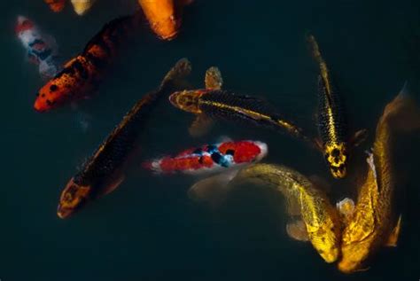 Several Colorful Koi Fish Swimming In The Water