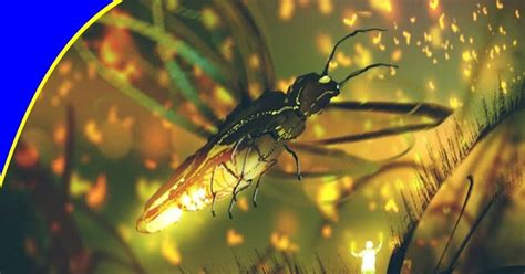 Firefly - Insects in Tagalog