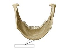 Mandible flashcards | Quizlet