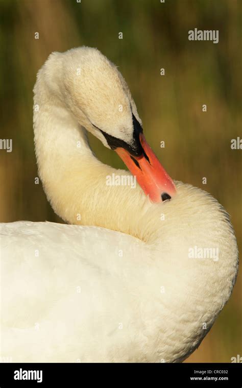 Mute Swan Cygnus Olor Preening Close View Of Head Neck And Upper