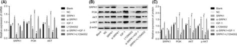 RTqPCR And Western Blot Analysis Show That SRPK1 Gene Silencing